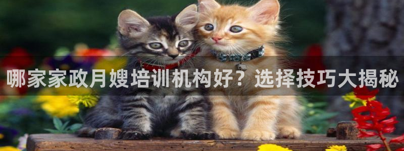 杏悦平台代理怎么做